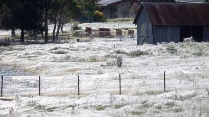 Поле в Новой Зеландии накрыло гигантской паутиной