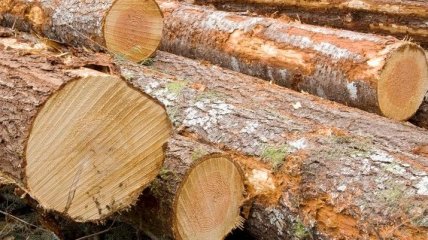 На Прикарпатье начато расследование по поводу незаконной рубки леса