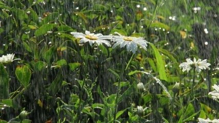 Прогноз погоды на 19 мая: пройдут дожди с грозами