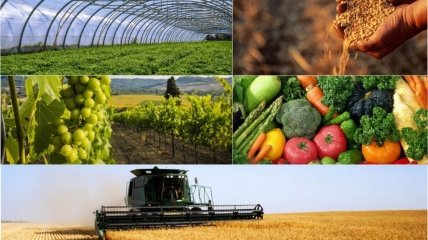 Деяка українська агропродукція буде постачатися у середніх обсягах