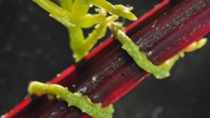 Как общаются растения-паразиты и их жертвы?