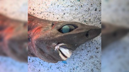 Необычная акула с пугающим внешним видом