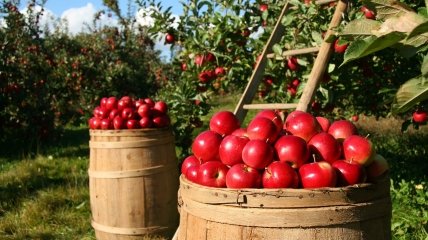 3 сентября собирали последний урожай яблок