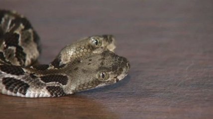 Двуглавую гремучую змею обнаружили в США: жуткие фото