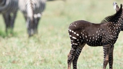 В восточной Африке обнаружили уникальную зебру (Фото, Видео)