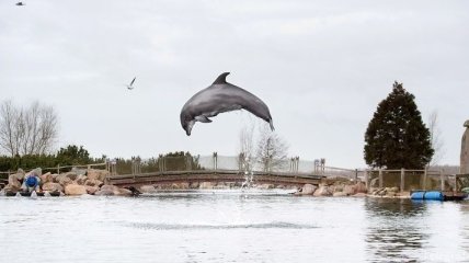 Уругвай защитит китов и дельфинов