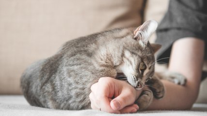 Кот царапается