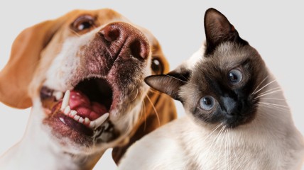 Весы и Козероги будут на вершине успеха