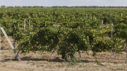 Виноградники Херсонщины получили 5,8 млн гривен