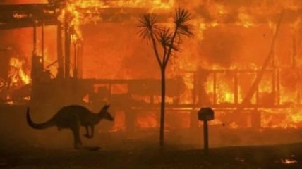 Унаслідок пожеж в Австалії 113 видів тварин потребують допомоги
