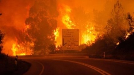 Минимум 19 человек погибли из-за масштабного лесного пожара в Португалии