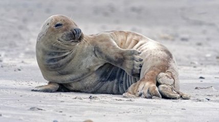 Найден милейший тюленок, который наслаждается отдыхом на пляже 