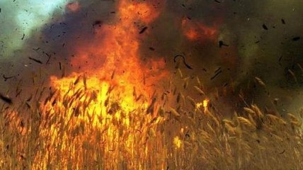 Пожары на полях под Киевом и Харьковом уничтожили 33 га зерновых