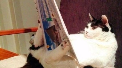 Смех до слез: забавные снимки котов, ради которых и был создан интернет