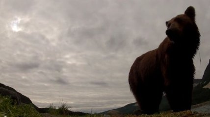 Медведи гризли пытались съесть камеру натуралиста (Видео)