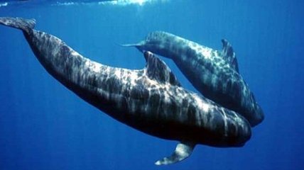 Биологи планируют создать Facebook для китов