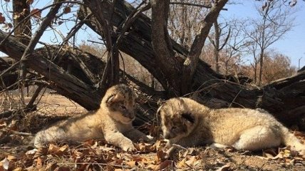 В Африке впервые с помощью искусственного оплодотворения родились львята 