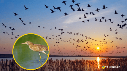 Цапля желтая