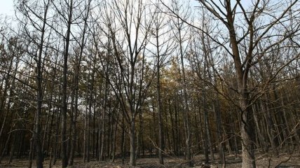 В Крыму изъяли землю у лесного хозяйства
