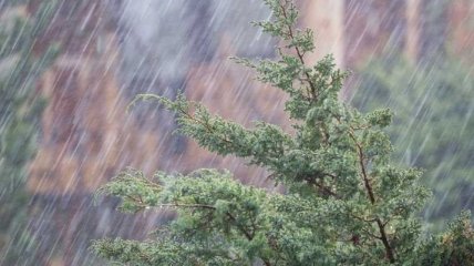 Непогода на Закарпатье: ливни привели к резкому поднятию уровня воды в реках