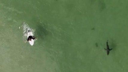 Австралиец прославился, "по-дружески" плавая в океане с акулами (видео)