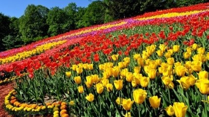 В Киеве пройдет Выставка тюльпанов