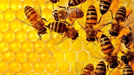 Массовая гибель пчел на Днепропетровщине: Исследования выявили инсектицид