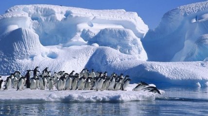 Ученые рассказали, почему перья пингвинов не покрываются льдом