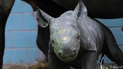 Детский дом для носорогов
