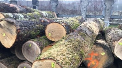 Украина начала закупать лес-кругляк в Европе: как и почему такое происходит