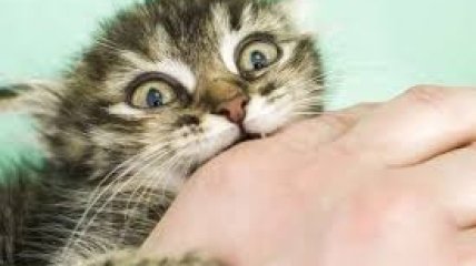 Больной котенок укусил женщину в ветклинике