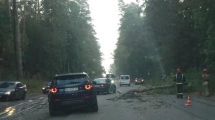 Рухнувшее дерево убило водителя в Киеве (фото)