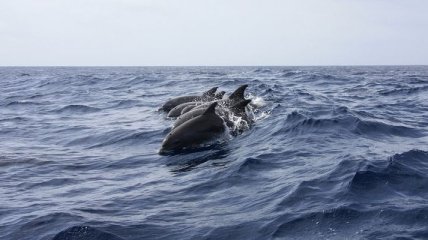 В штате Джорджия отдыхающие спасли 18 черных дельфинов