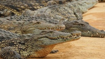 ЮАР планирует экспортировать в Украину мясо крокодилов 
