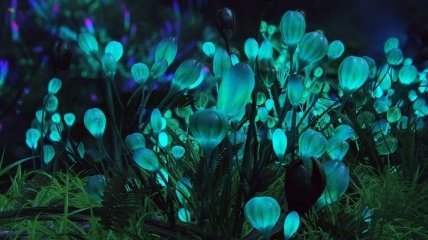 Ученые планируют создать светящееся растения 