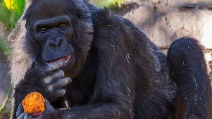 В зоопарке Сан-Диего умерла одна из самых старых в мире горилл  