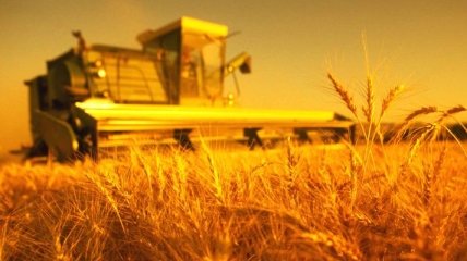 Укргидрометцентр: Урожай озимой пшеницы может составить 21-22 млн тонн