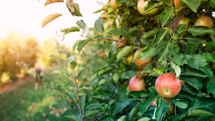 Яблуня – прикраса будь-якого саду