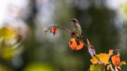 Синичкин день отмечается 30 октября