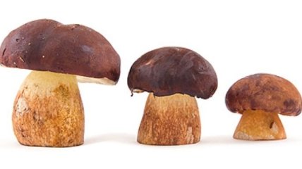 Белые грибы снизят вес у страдающих от ожирения