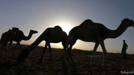 ОАЭ намерены поставлять России верблюжье молоко