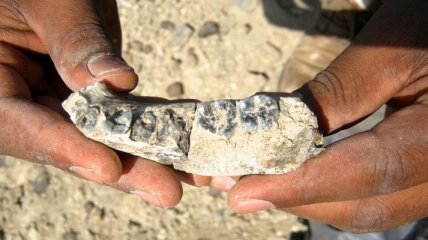 На юге Англии обнаружили зубы древнего предка человека