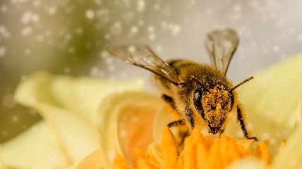 Ученые подтвердили умение пчел считать