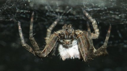 Наметовий павук