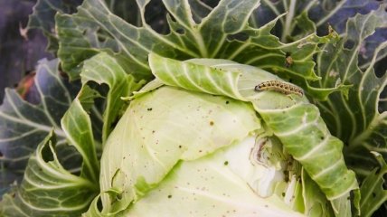 Чим обдати капусту від гусениць