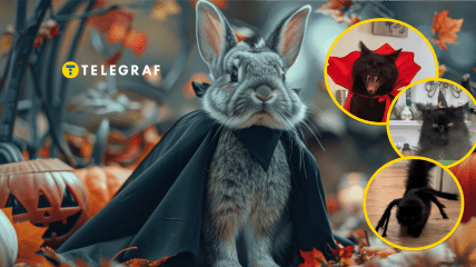 Животных забавно наряжают в костюмы к Хэллоуину