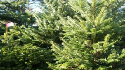 "Киевзеленстрой" занимается утилизацией новогодних елок