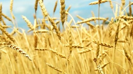 Марьян Заблоцкий: Падение цен на зерно вполне объективно