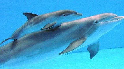 Ученые: дельфины умеют "видеть" звуки