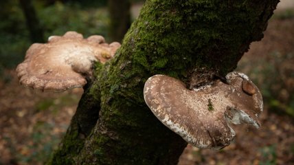 Трутовики часто «атакують» дерева